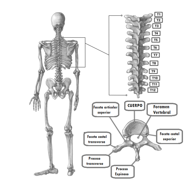 Qué es la columna vertebral dorsal