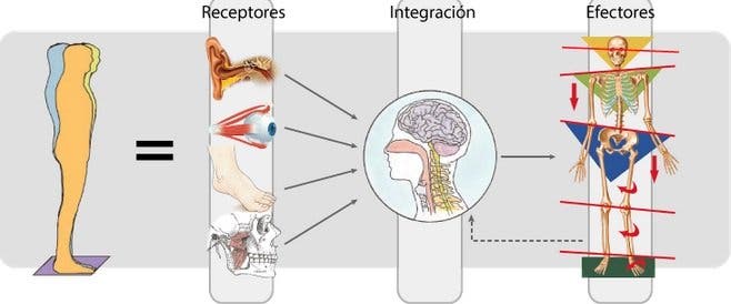 Cómo funciona y cuáles son los efectos de la posturología