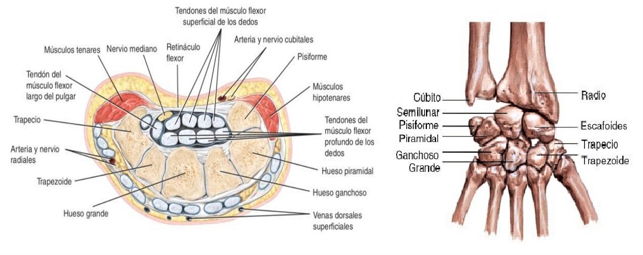 Anatomía de la muñeca