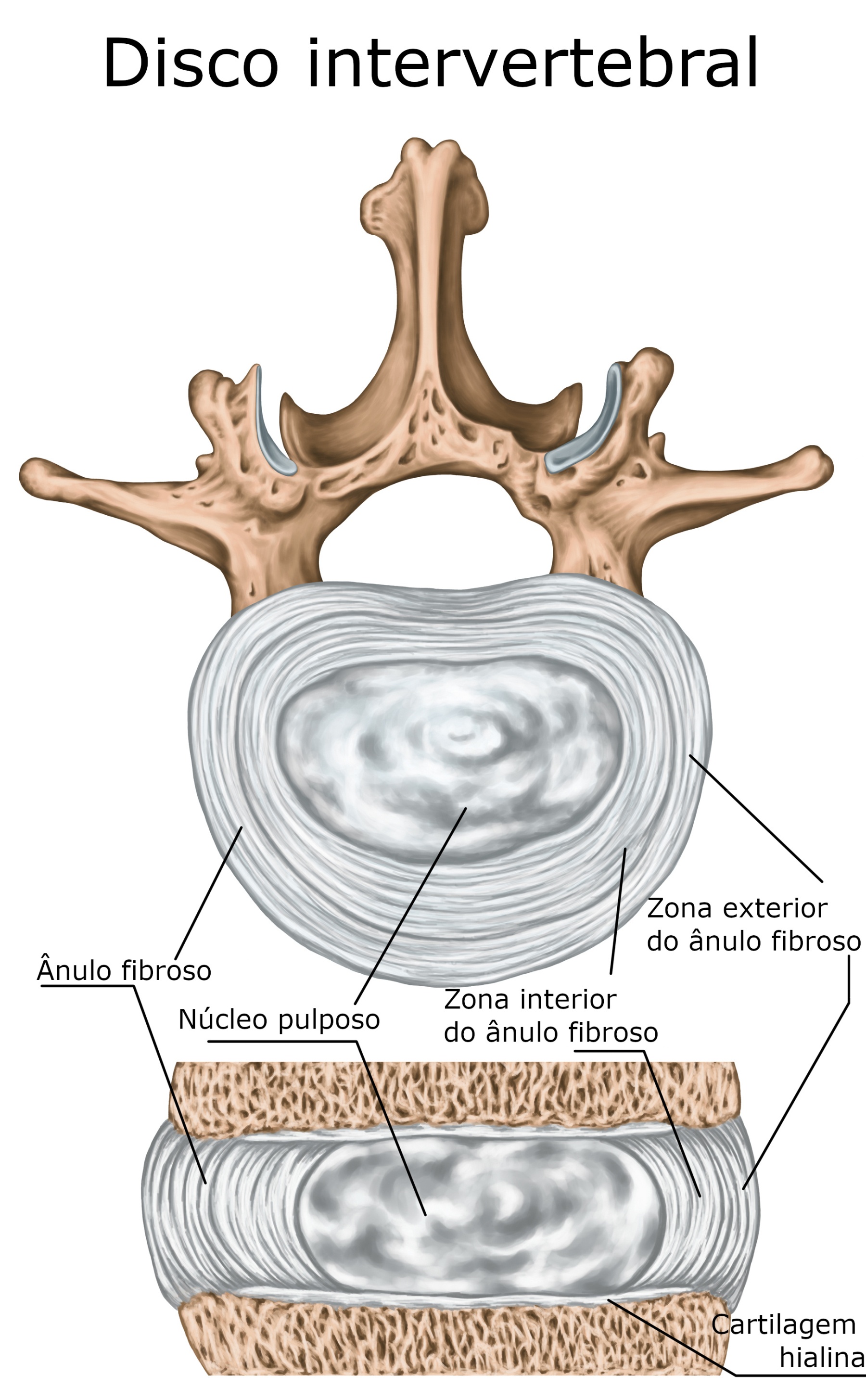 Curiosidades del disco intervertebral