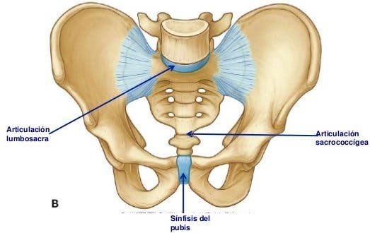 Curiosidades de la pelvis 