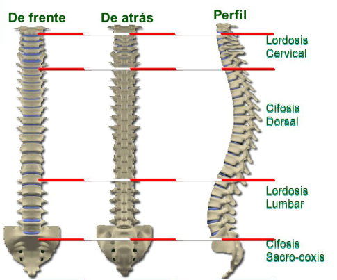 curvaturas normales de la columna vertebral