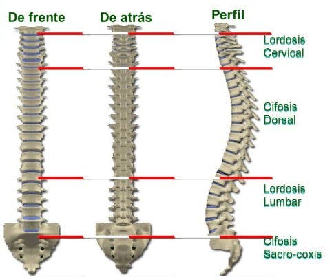 curvaturas normales de la columna vertebral