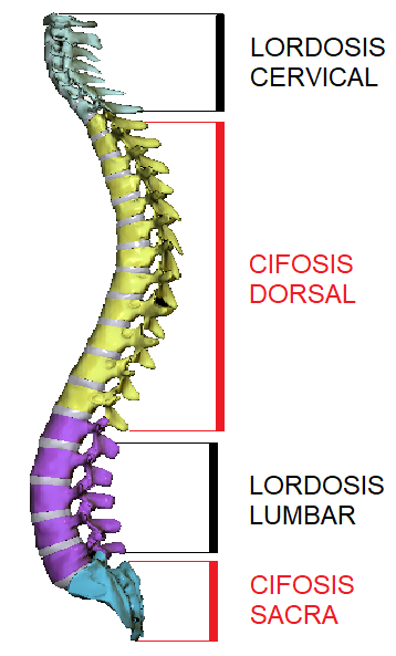 curvaturas fisiológicas de la columna vertebral