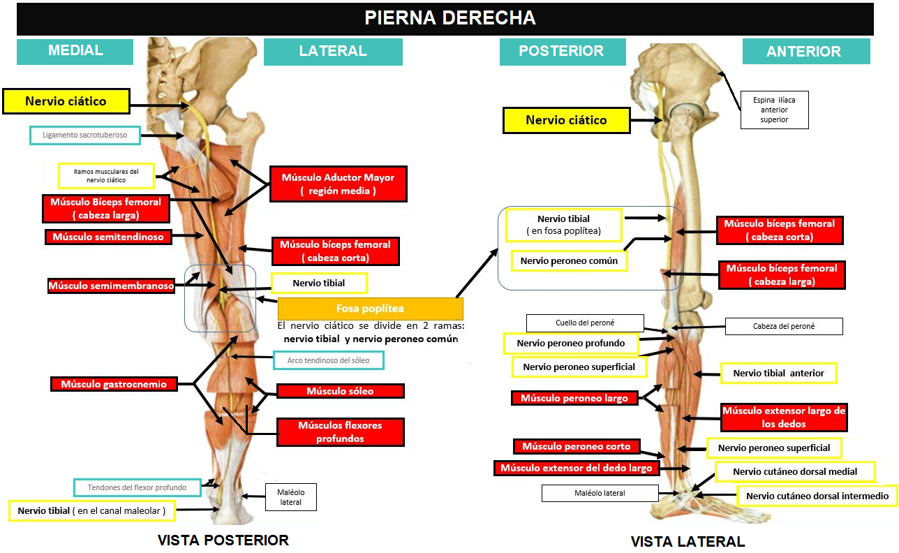 Ciática - pierna derecha