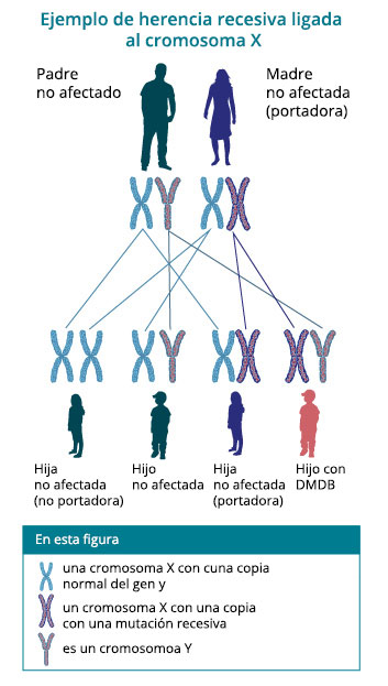 Cómo se hereda la distrofia muscular de Duchenne