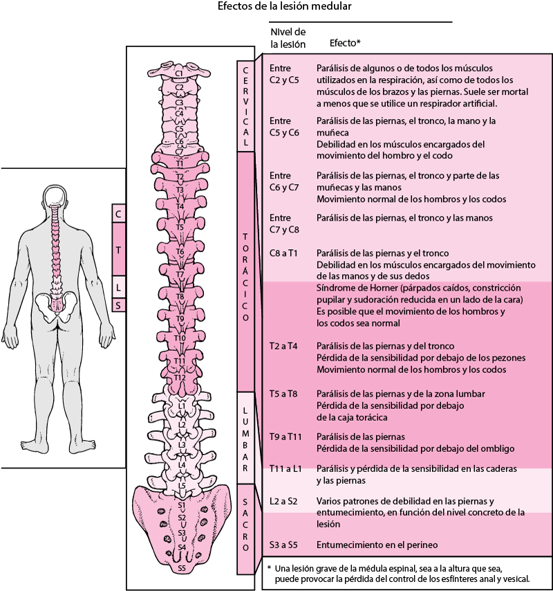 efectos de la lesion medular