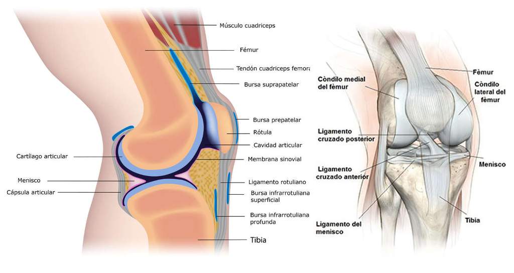 Cómo diagnosticar el esguince de rodilla 