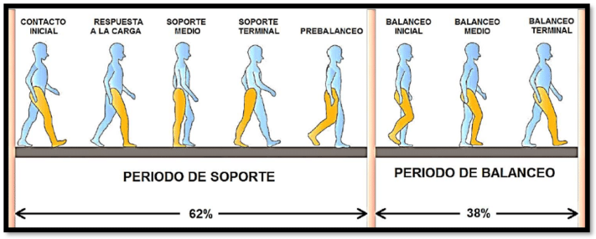 Fases de la marcha