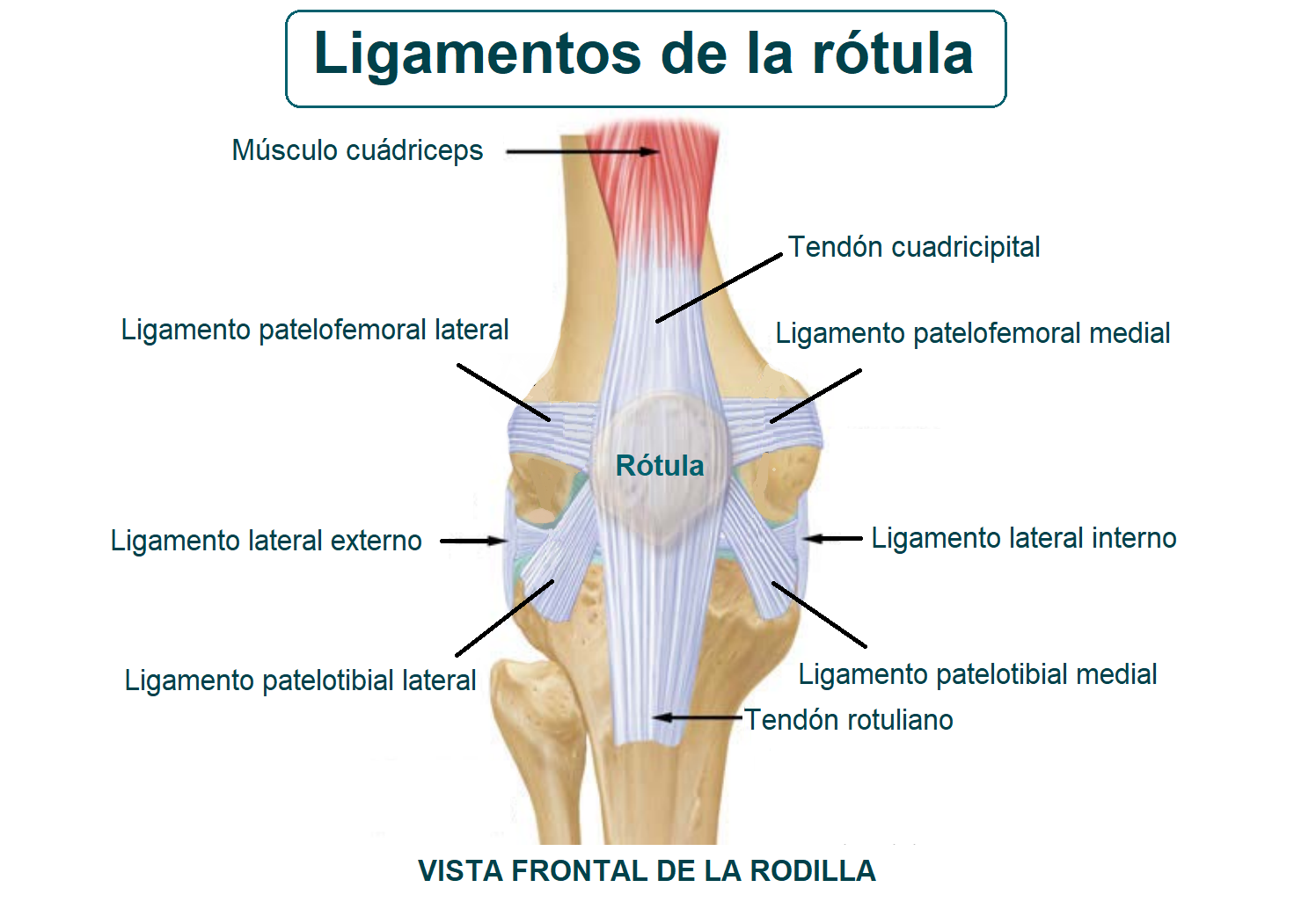 ligamentos de la rótula