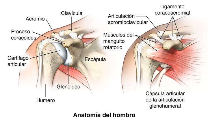 anatomía del hombro 