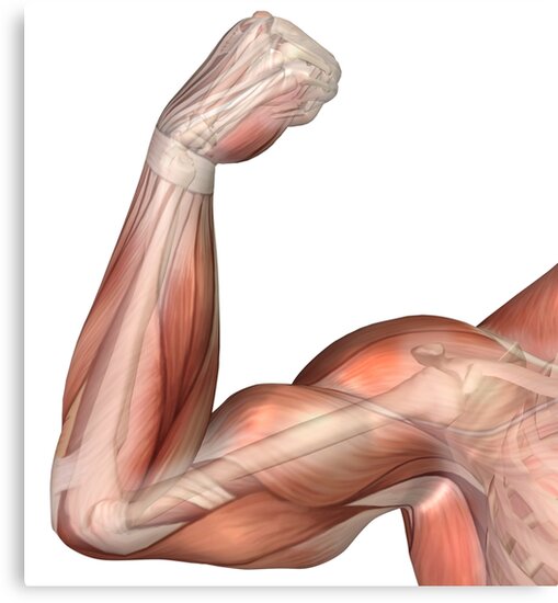 Anatomía músculos del brazo