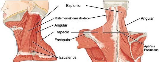 Músculos del cuello