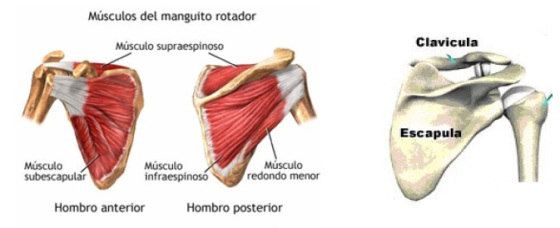 músculos que componen el manguito rotador
