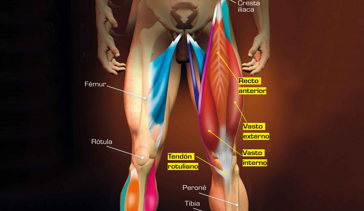 Músculos extensores de la rodilla 
