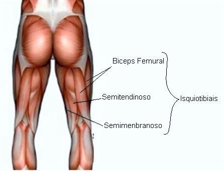 Músculos flexores de la rodilla 