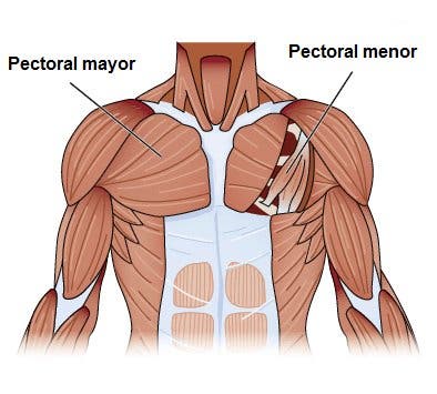 Ejercicios de fortalecimiento de pectorales