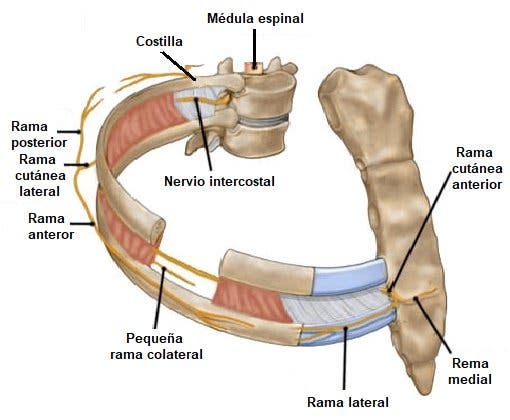 nervios intercostales