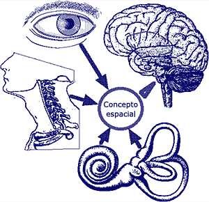 órganos involucrados en el equilibrio