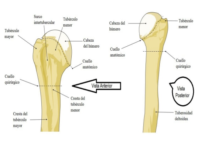 divisiones de la cabeza humeral