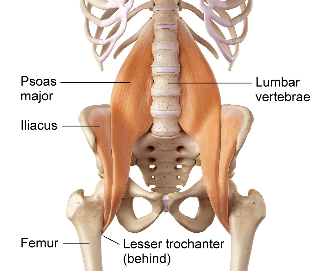 Errores al estirar el psoas ilíaco