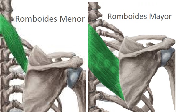 anatomía de los romboides menor y mayor