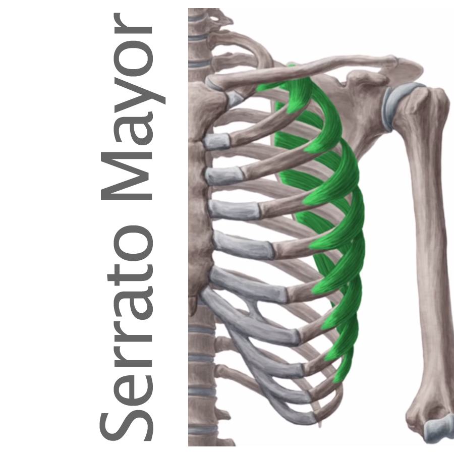 anatomía del serrato mayor o anterior