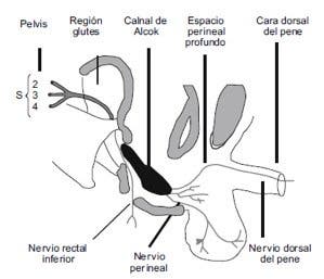 Nervio pudendo, sus ramas y su inervación