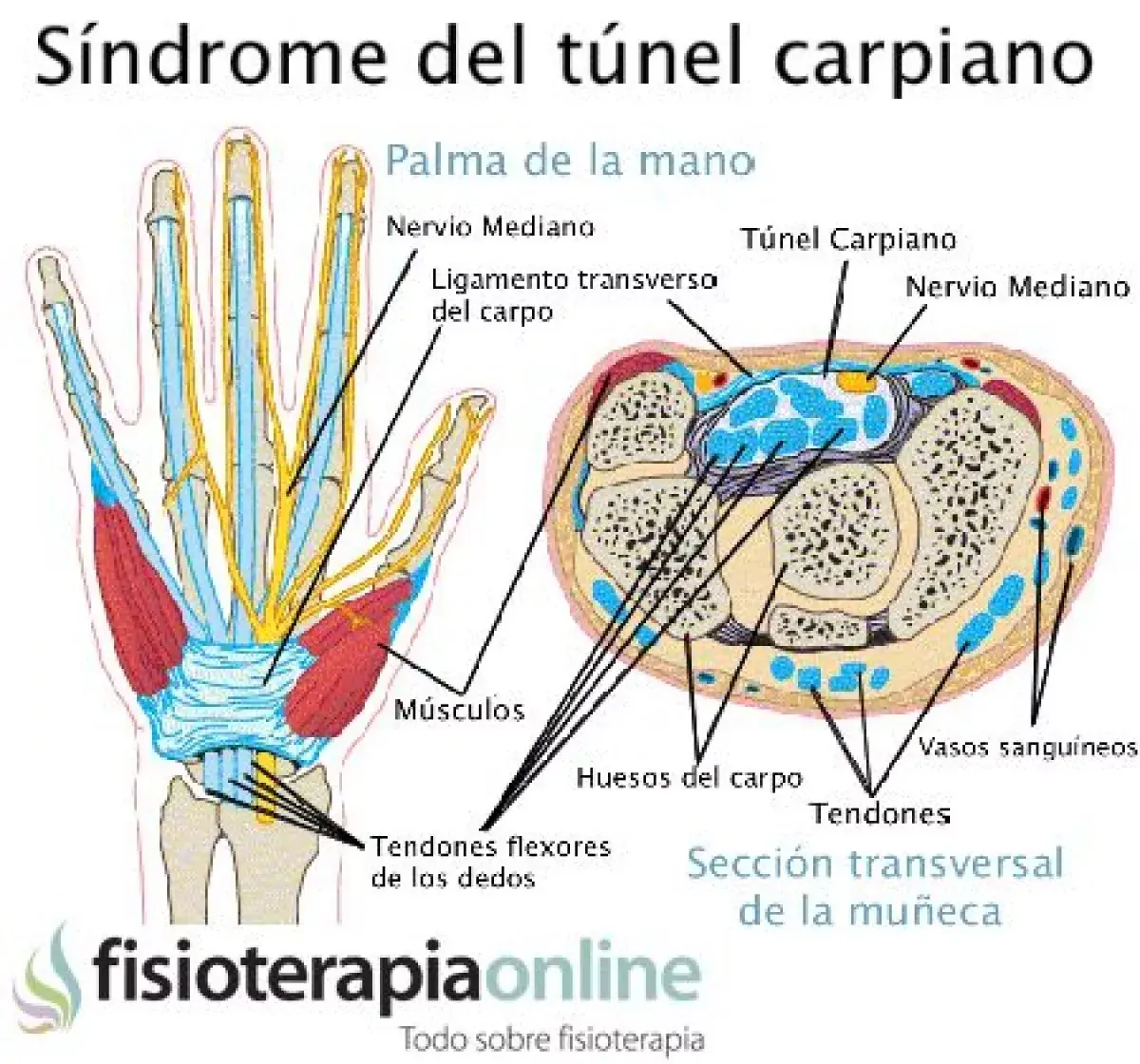 anatomía sindrome del tunel carpiano