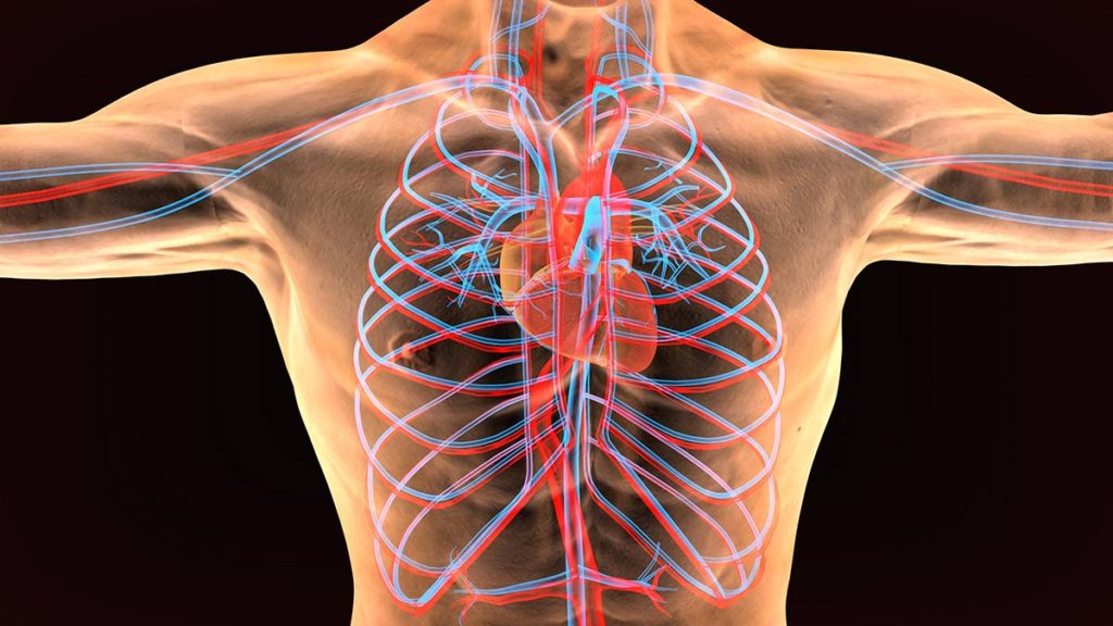 Sistema Cardiorespiratorio y Vascular 