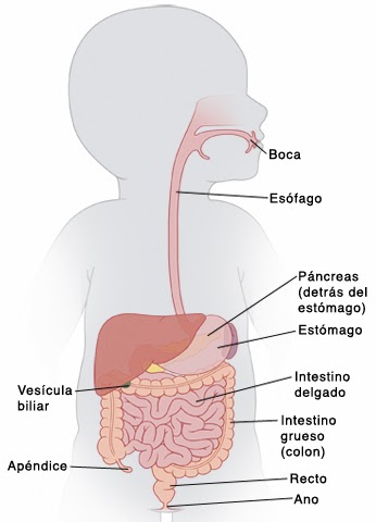 Partes del sistema digestivo