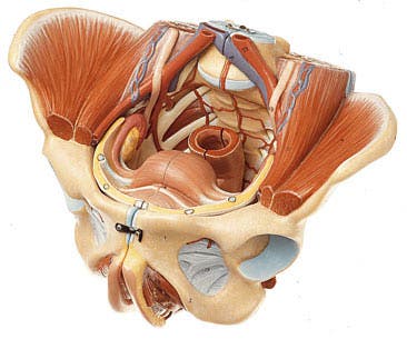 suelo pélvico 