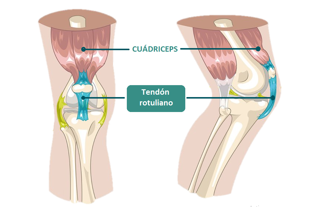 anatomia del tendón rotuliano