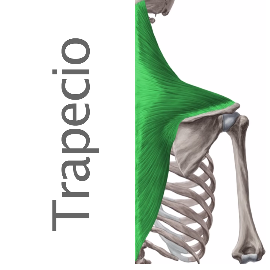 anatomía de los trapecios