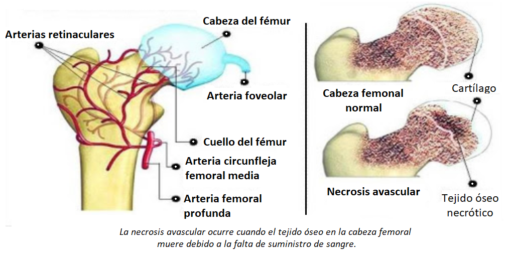 vascularización del fémur