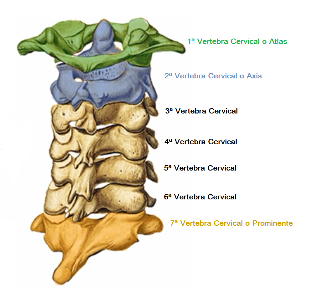 Vertebras Cervicais Atlas E Axis Ensino